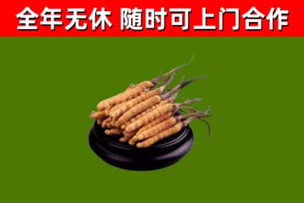 荔城回收冬虫夏草